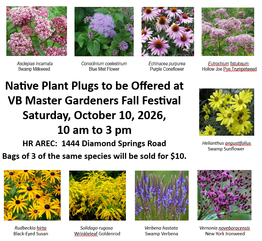 A flyer for the VB Master Gardeners Fall Festival on October 10, 2026, featuring images of various native plants and flowers, including Swamp Milkweed, Blue Mist Flower, Purple Coneflower, Hollow Joe Pye Trumpetweed, Swamp Sunflower, Black-Eyed Susan, Wrinkleleaf Goldenrod, Swamp Verbena, and New York Ironweed.