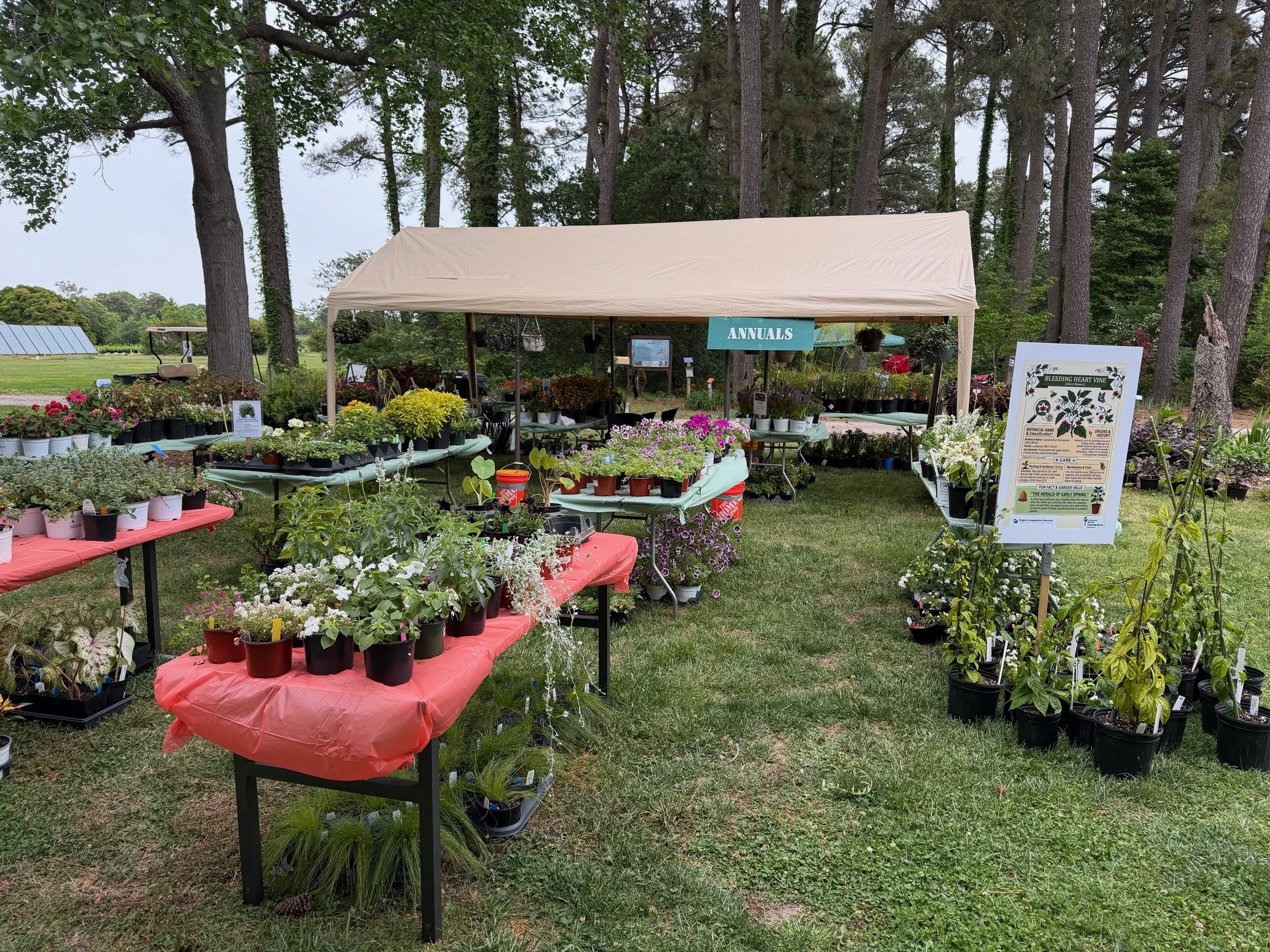 Plant Sale picture of plants