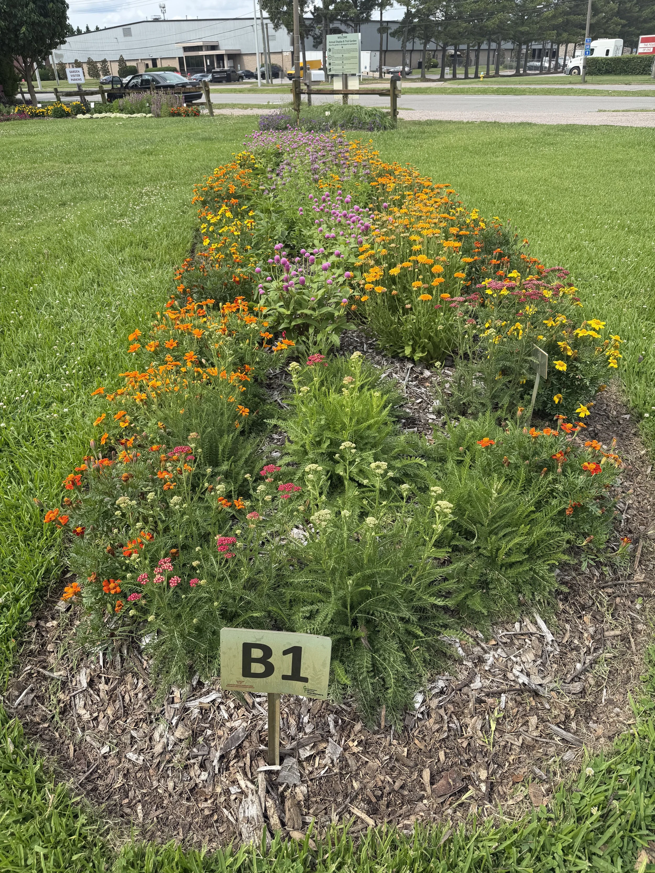 Trial garden bed B1