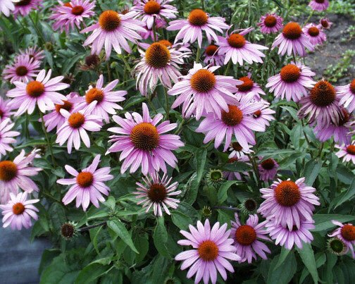 A cluster of purple coneflowers with pink petals and orange-brown centers in a garden setting.