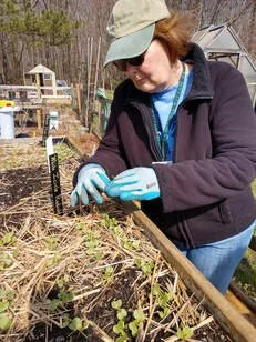 VBMG working in raised bed.