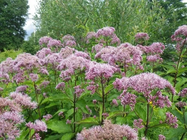 Purple flowering plants with green leaves in a garden setting under a partly cloudy sky.
