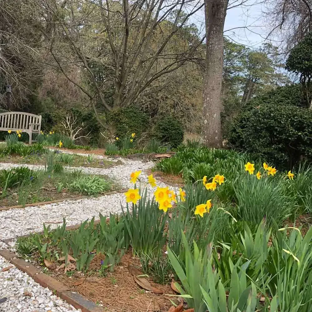 Daffodils at the Francis Land House