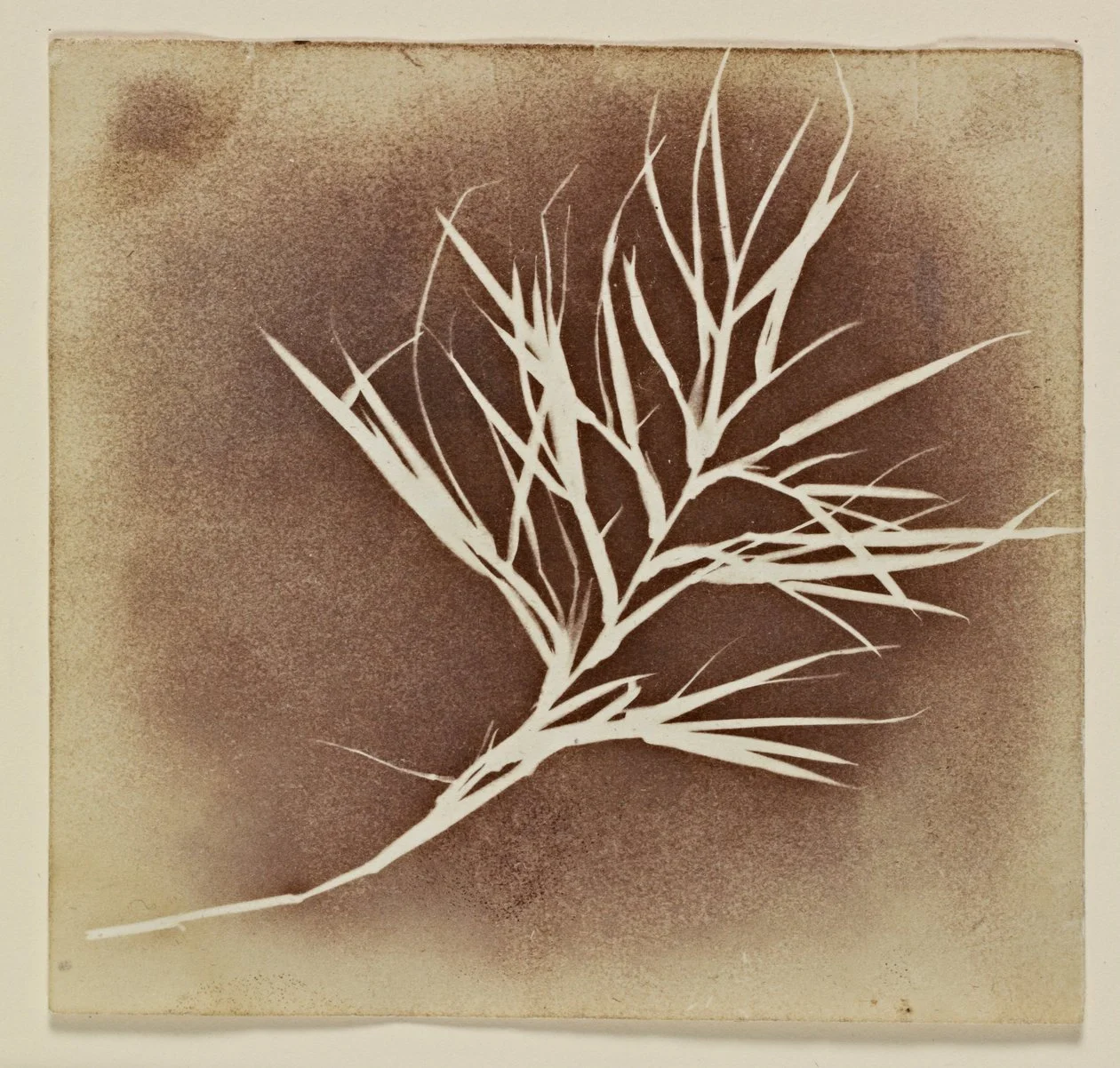 William Henry Fox Talbot, 1834: photogenic drawing of a plant — earliest experiments in cameraless photographic image-making.