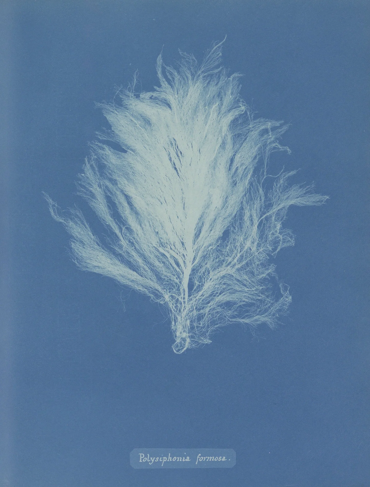 Anna Atkins, Polysiphonia formosa, c.1843–53. Cyanotype photogram showing a branching red algae specimen in white against deep Prussian blue, with handwritten species name at the base. Rijksmuseum, Amsterdam.