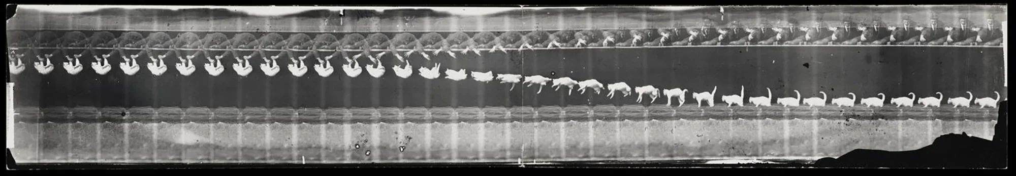 Étienne-Jules Marey, 1893: "Chat chute" — chronophotograph of a falling cat righting itself in mid-air.