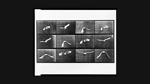 Muybridge 1887: 12-frame sequence of gull in flight – motion study proving wing mechanics through multiple cameras