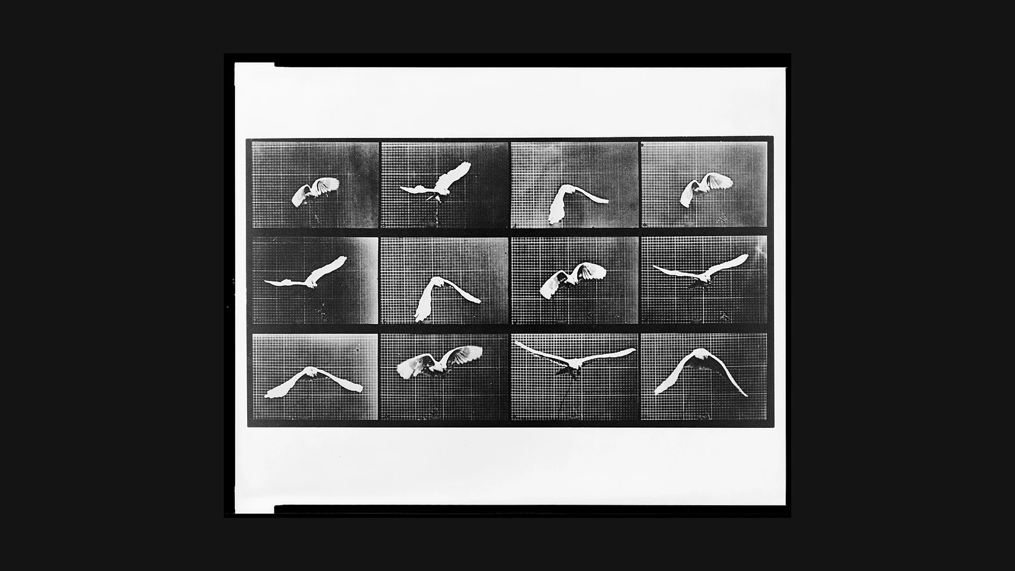 Muybridge 1887: 12-frame sequence of gull in flight – motion study proving wing mechanics through multiple cameras