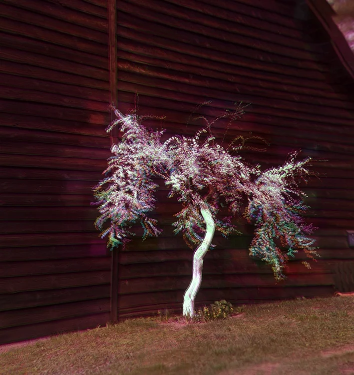 Steiner 2024 "Sunpictures, Borowice rosagreenorangeazur": panoramic photograph of a tree captured in vibrant chromatic streaks of rose, green, orange and azure against a deep red wooden barn. Poland.