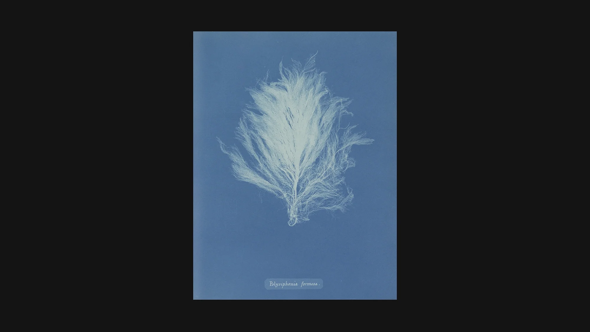 Anna Atkins 1843: Cyanotype photogram of Polysiphonia formosa algae – first photographic book, Rijksmuseum