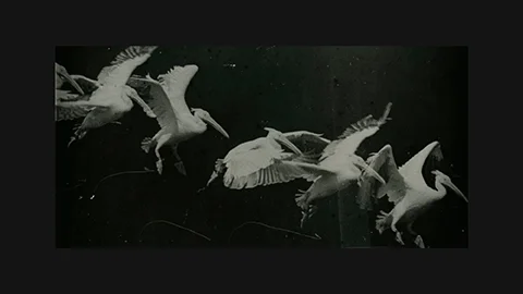 Marey 1882: Chronophotographic sequence of pelican in flight captured on single glass plate – motion study