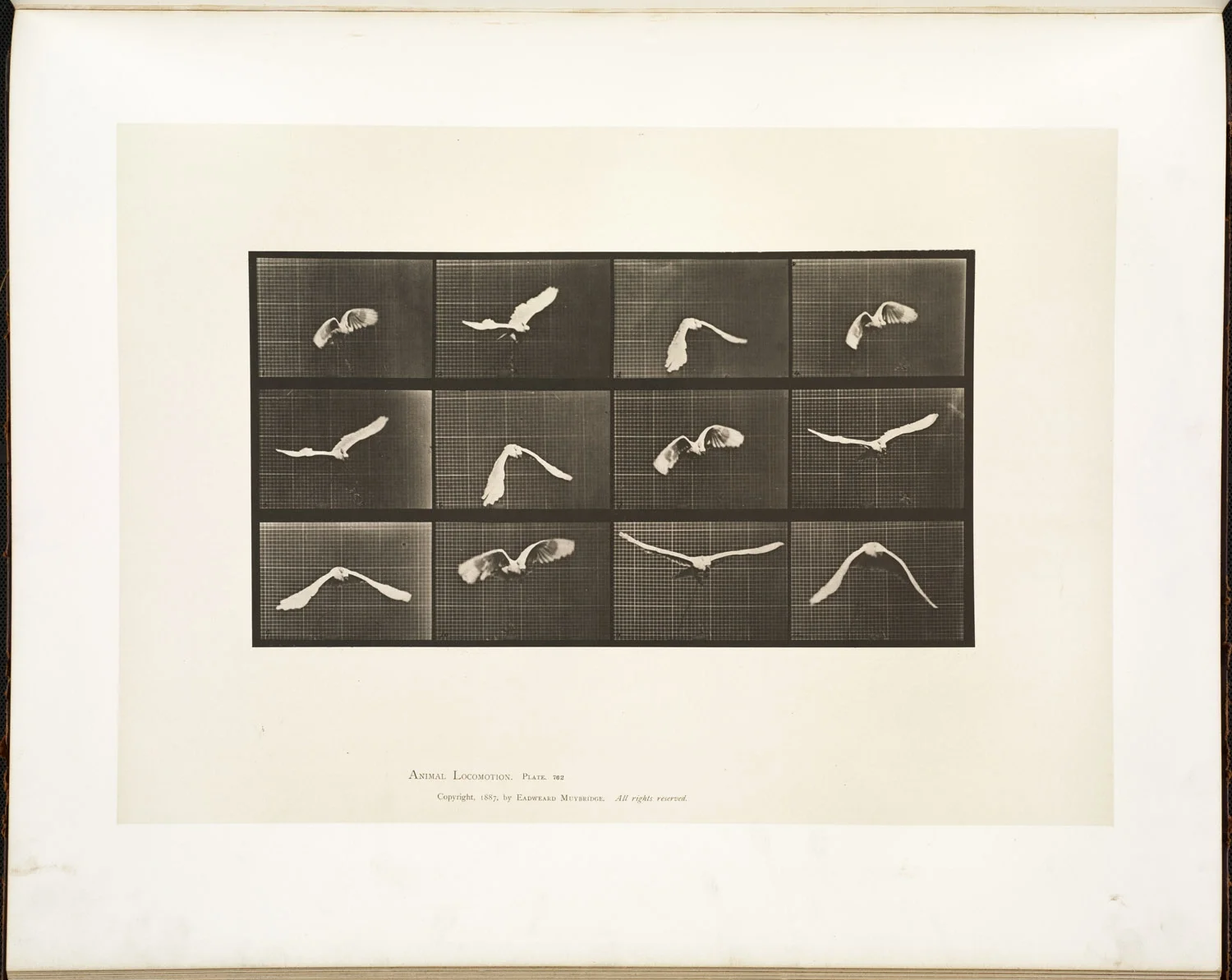 Muybridge 1887: 12-frame sequence of gull in flight – motion study proving wing mechanics through multiple cameras