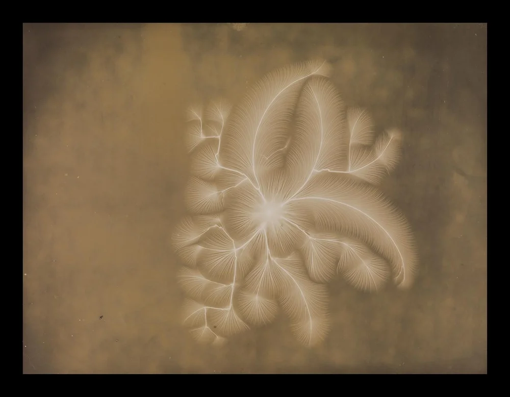 A. A. Campbell Swinton, 1892: positive electrical discharge — early photograph of high-voltage electrical phenomena on photographic plate.