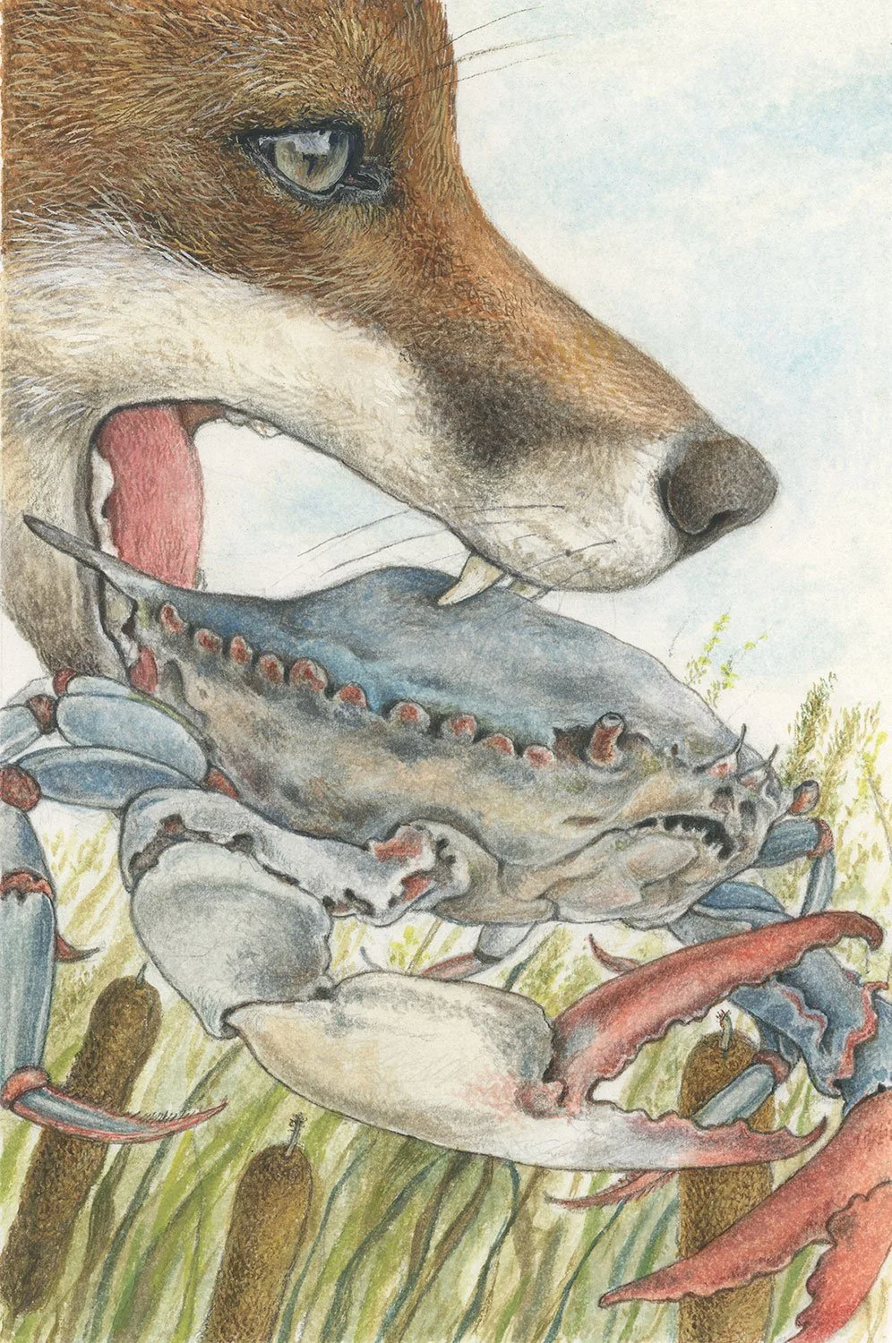 The Fox and the Crab