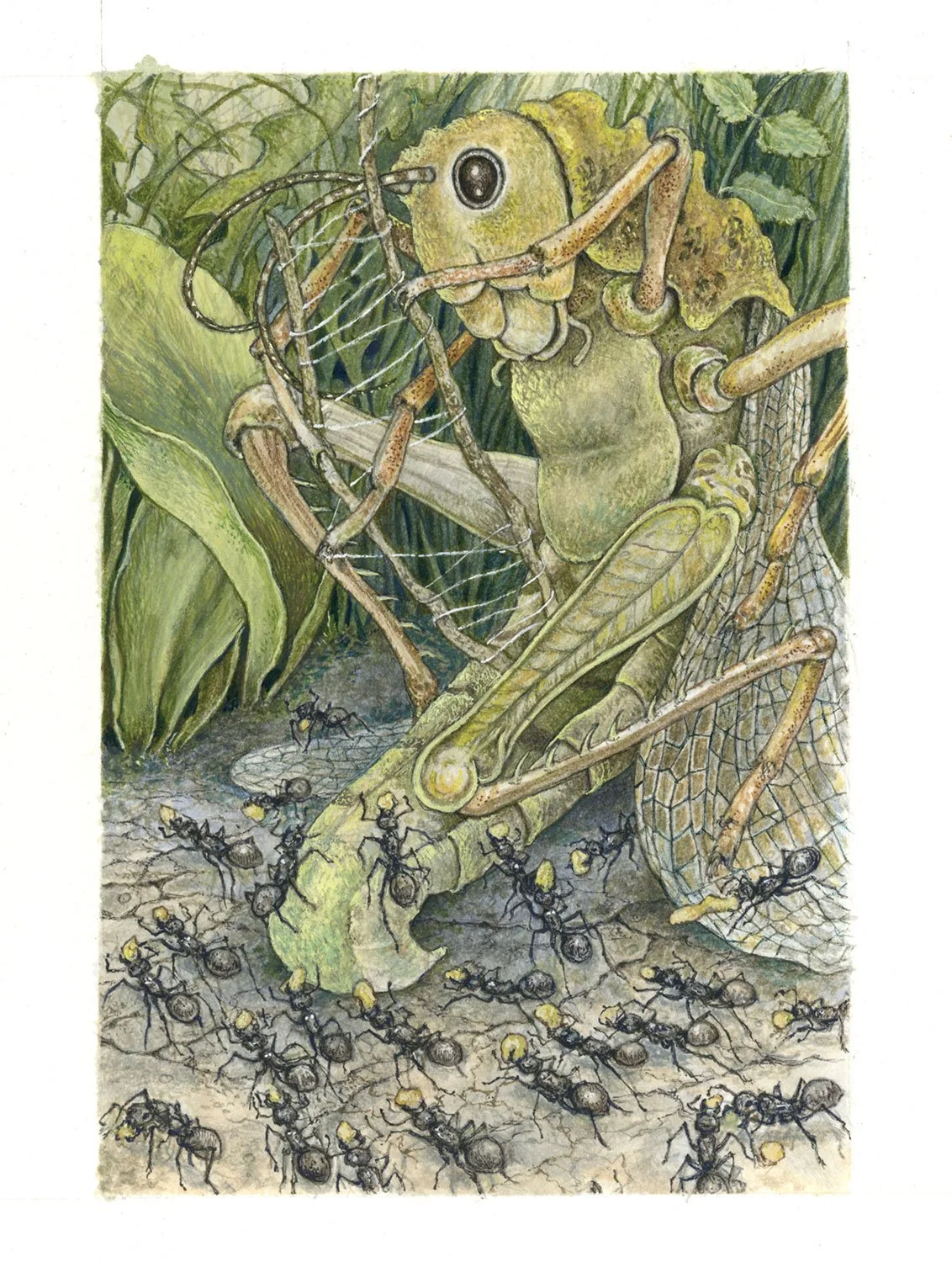 The Grasshopper and the Ants