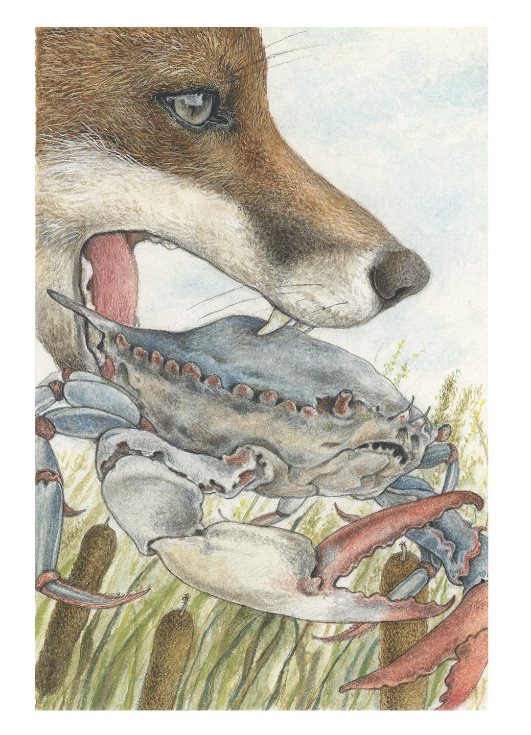 The Fox and the Crab