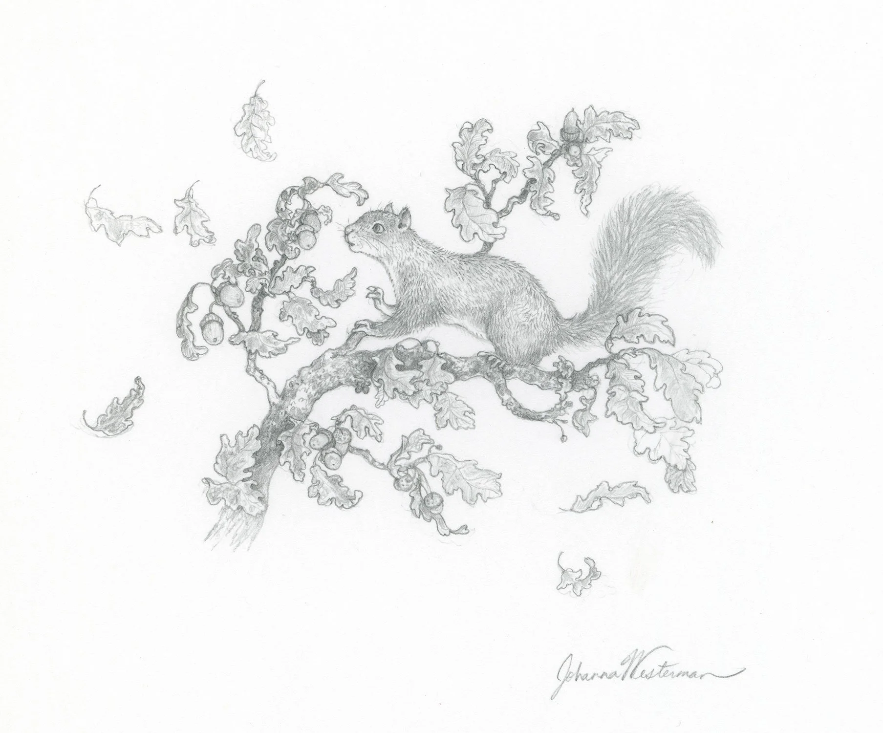 Squirrel, “Fall” —
This is an illustration from my book Mandy, a vignette for the fall section.
Pencil