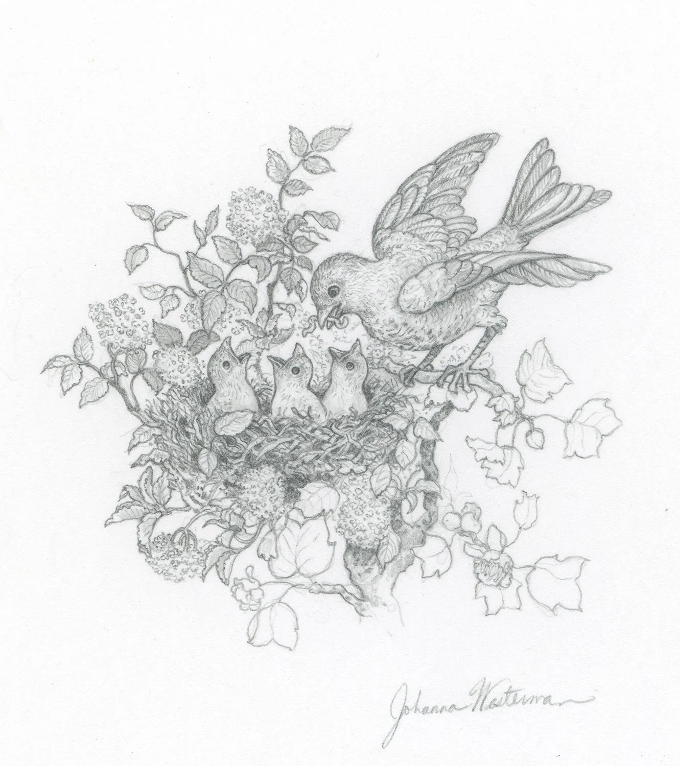 Birds, “Spring” —
This is a vignette from Mandy, illustrating the spring section of the book.
Pencil
