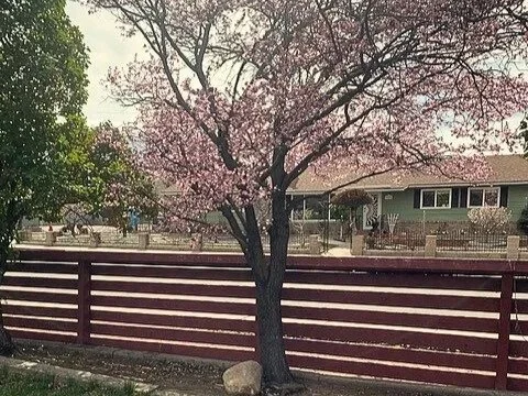 Cedar Split Rail Fence