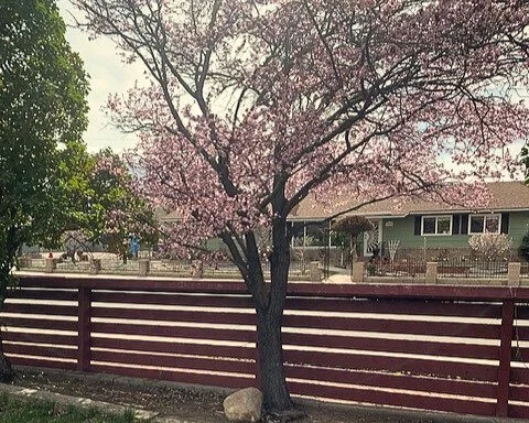 A tree with pink blossoms in a yard, behind a red wooden fence, with houses in the background.