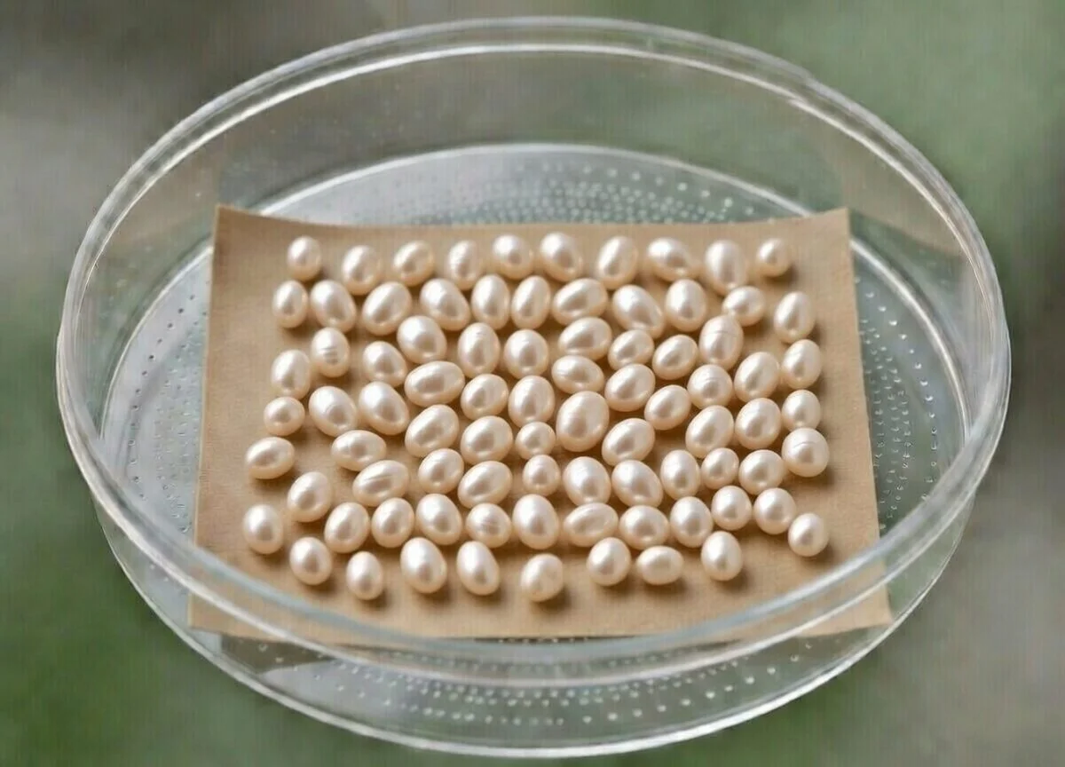 PRE-ORDER: 100 Cecropia Moth Live Eggs – Ships Late May to Early June 2026