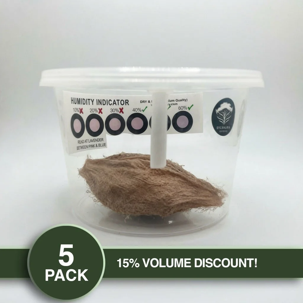 PRE-ORDER FOR SEPTEMBER 2026 - PACK OF 5 - LIVE Cecropia Moth Cocoon (w/ Cold Storage Setup)