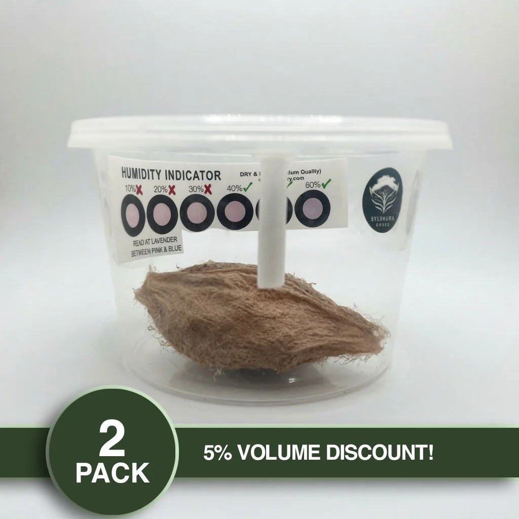 PRE-ORDER FOR SEPTEMBER 2026 - PACK OF 2 - LIVE Cecropia Moth Cocoon (w/ Cold Storage Setup)