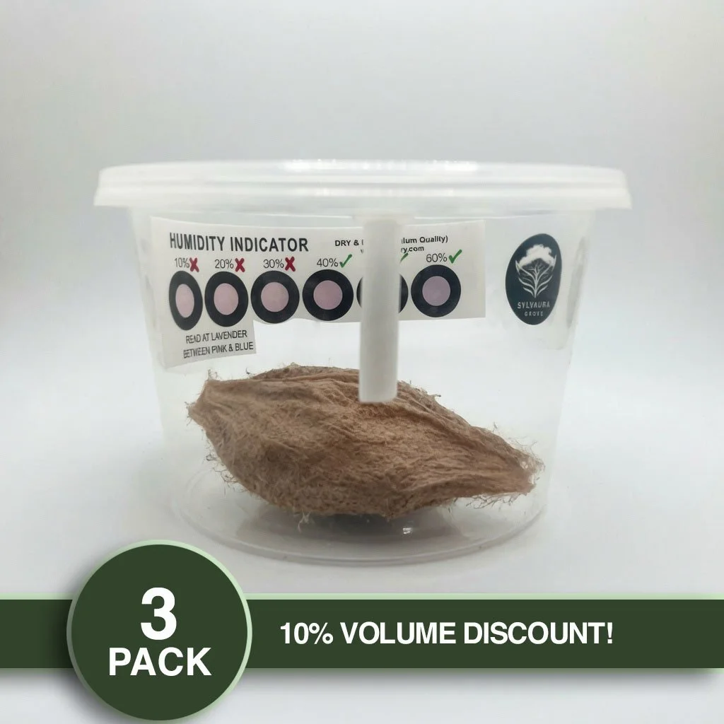 PRE-ORDER FOR SEPTEMBER 2026 - PACK OF 3 - LIVE Cecropia Moth Cocoon (w/ Cold Storage Setup)