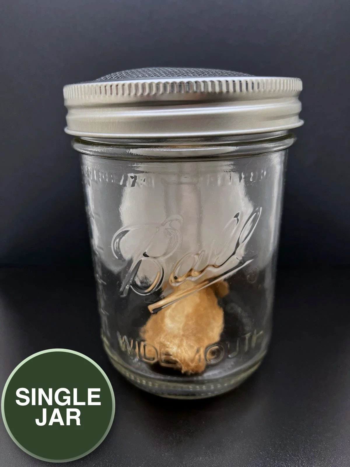 PRE-ORDER FOR AUGUST 2026 - SINGLE JAR - Live Cecropia Moth Cocoon (w/ Cold Storage Setup)
