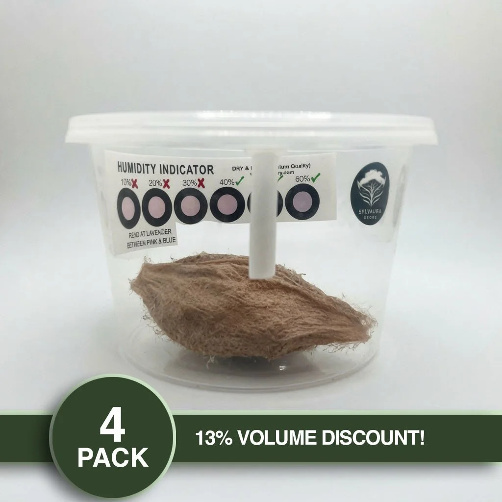 PRE-ORDER FOR SEPTEMBER 2026 - PACK OF 4 - LIVE Cecropia Moth Cocoon (w/ Cold Storage Setup)