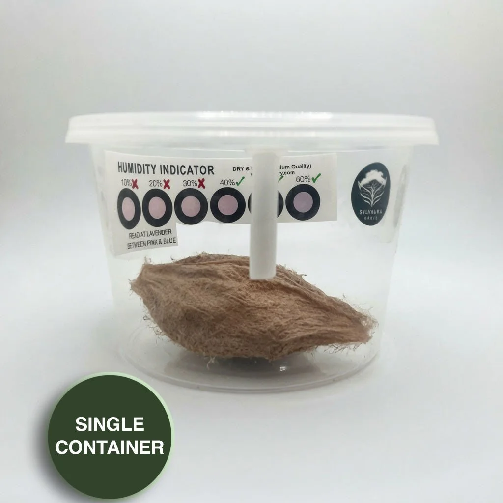 PRE-ORDER FOR SEPTEMBER 2026 - SINGLE JAR - Live Cecropia Moth Cocoon (w/ Cold Storage Setup)