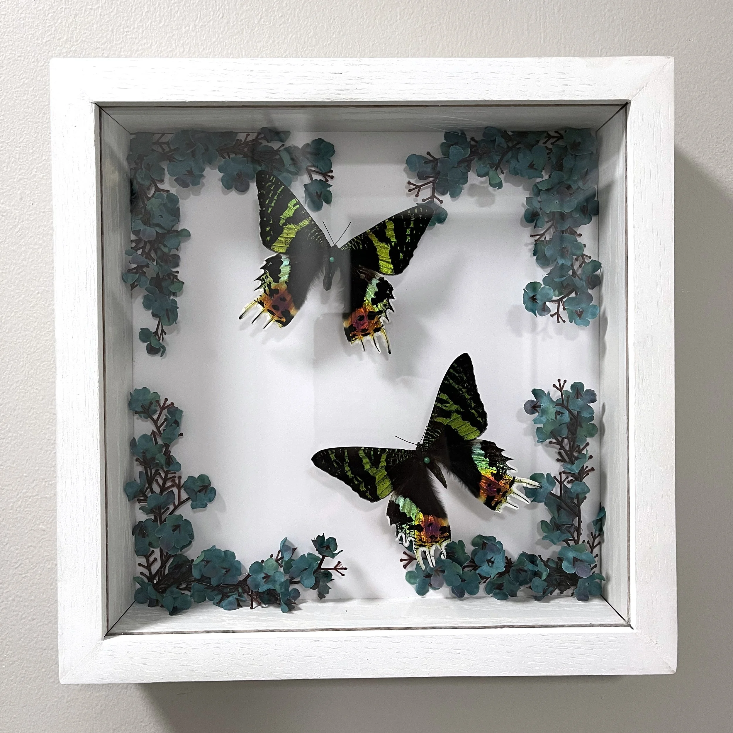 11 x 11" Oak Shadow Box (White Water-Based Stain) - Pair of Madagascan Sunset Moths