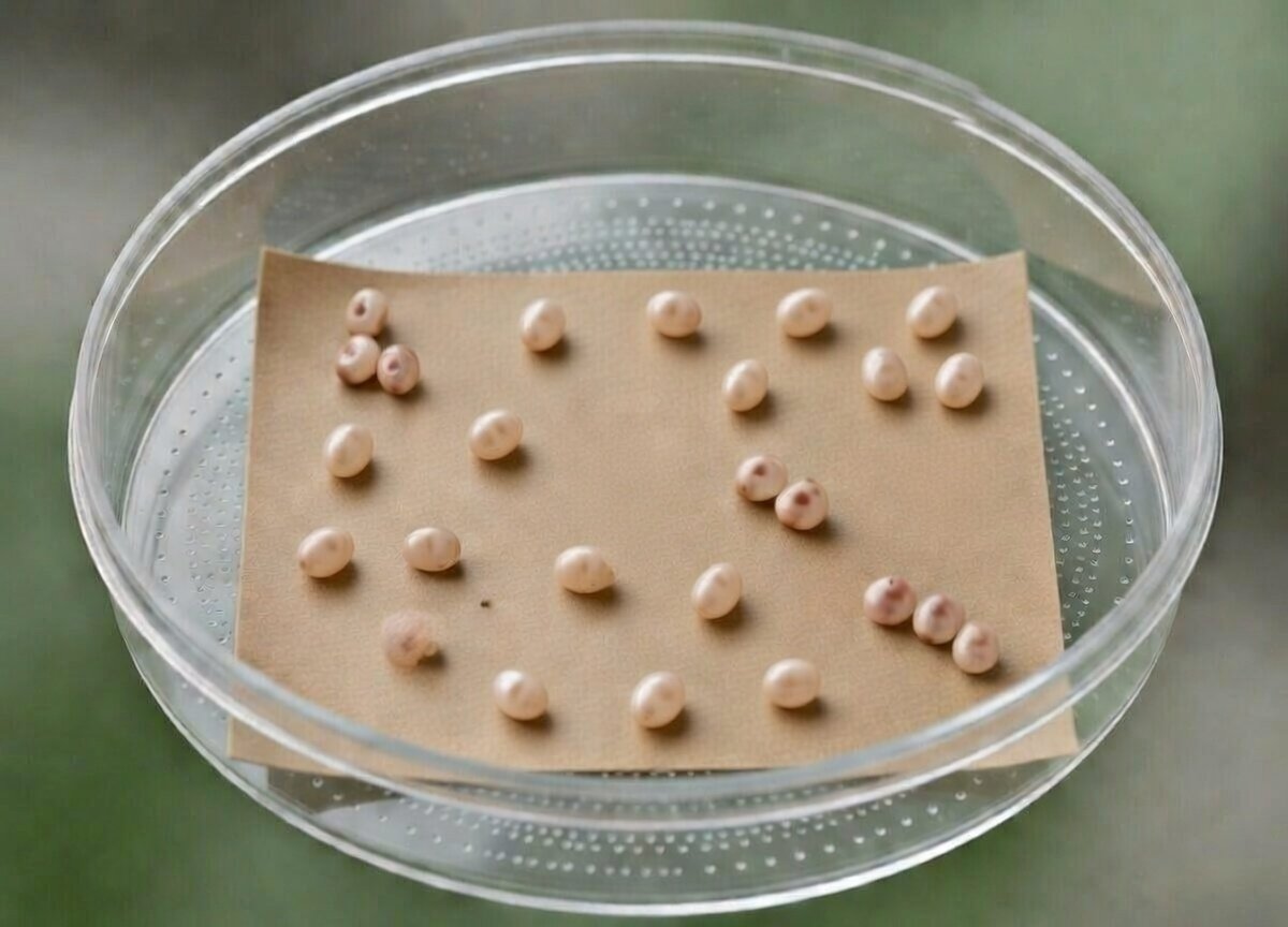 PRE-ORDER: 25 Cecropia Moth Live Eggs – Ships Early July 2026