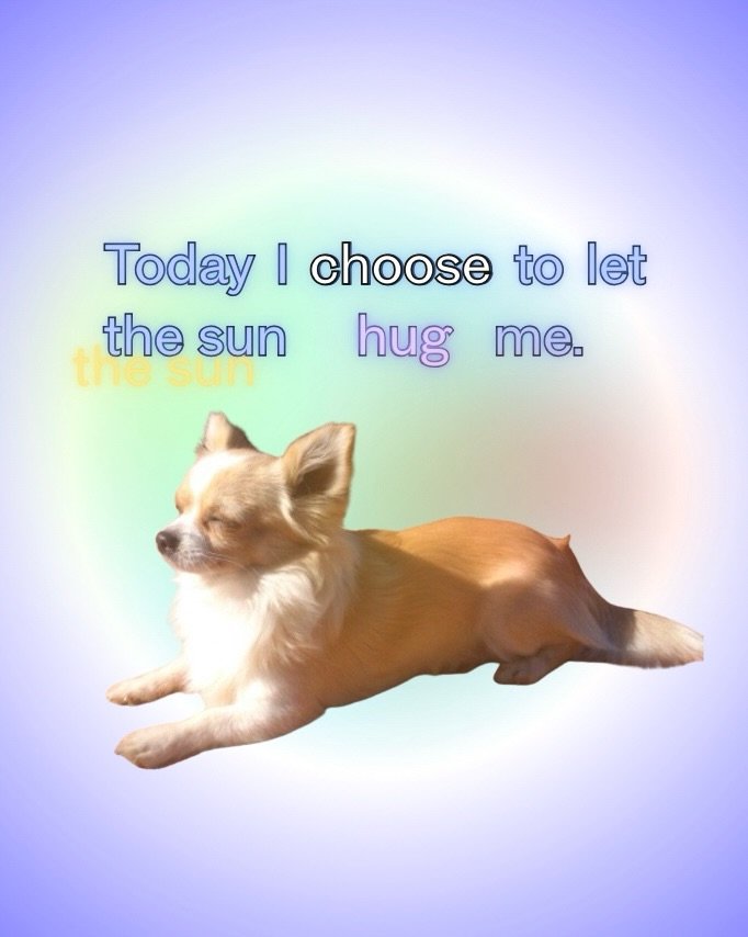 Sometimes you just gotta let the sun hug you. 🌞 thank you sister @karicants for sending me these dogs in the sun.