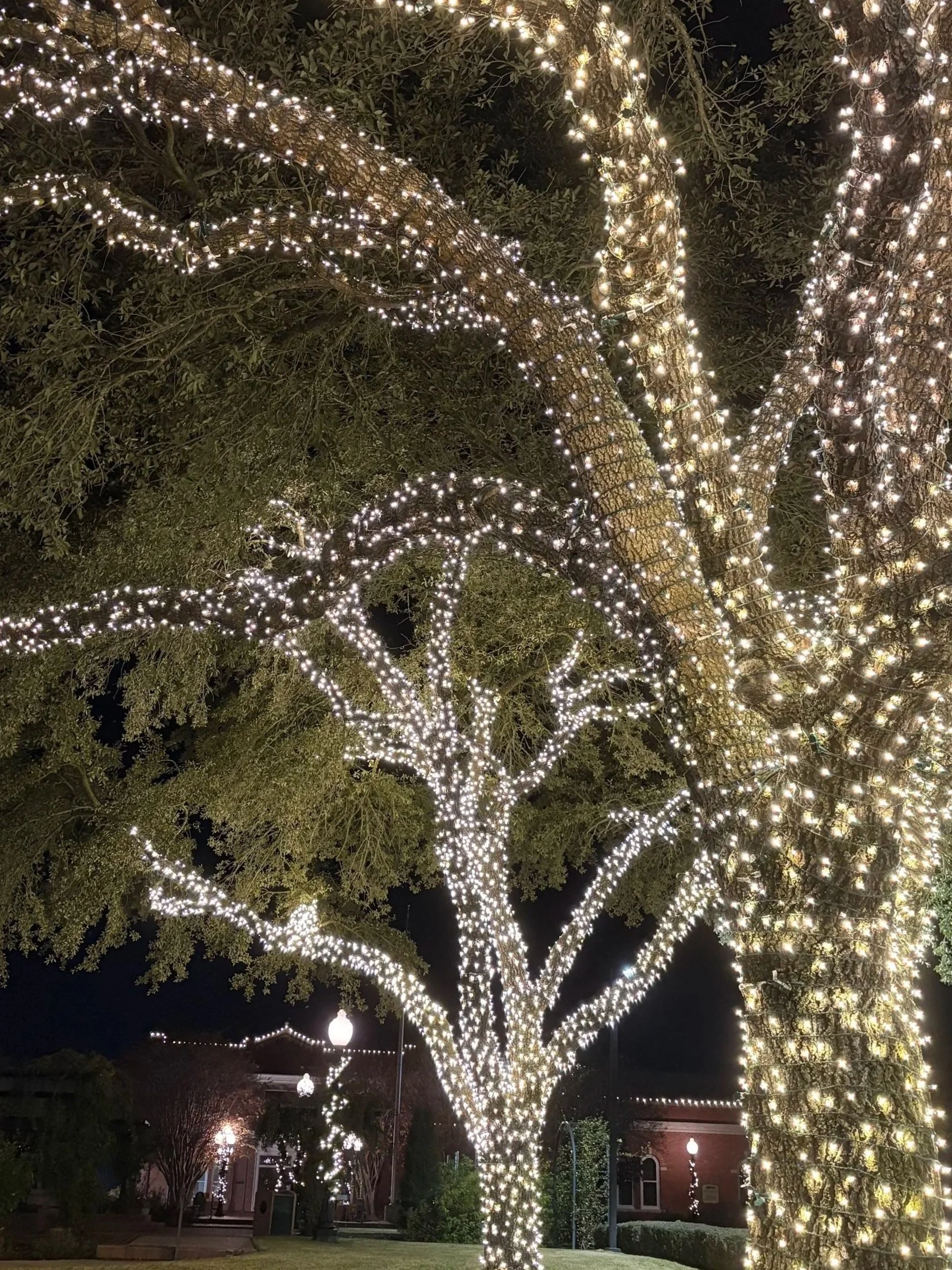 Christmas+Lights-+BB+%282%29+%281%29.jpg