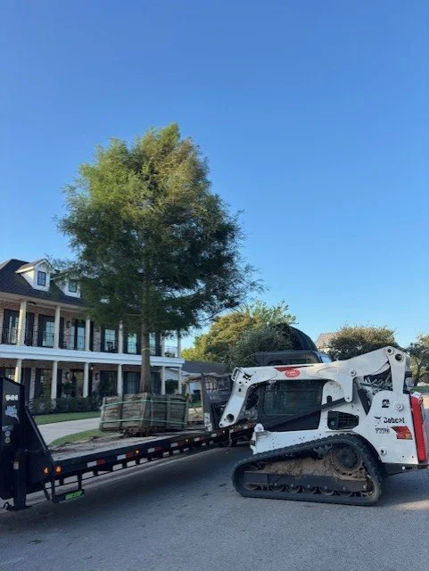 Large Tree Planting.jpeg