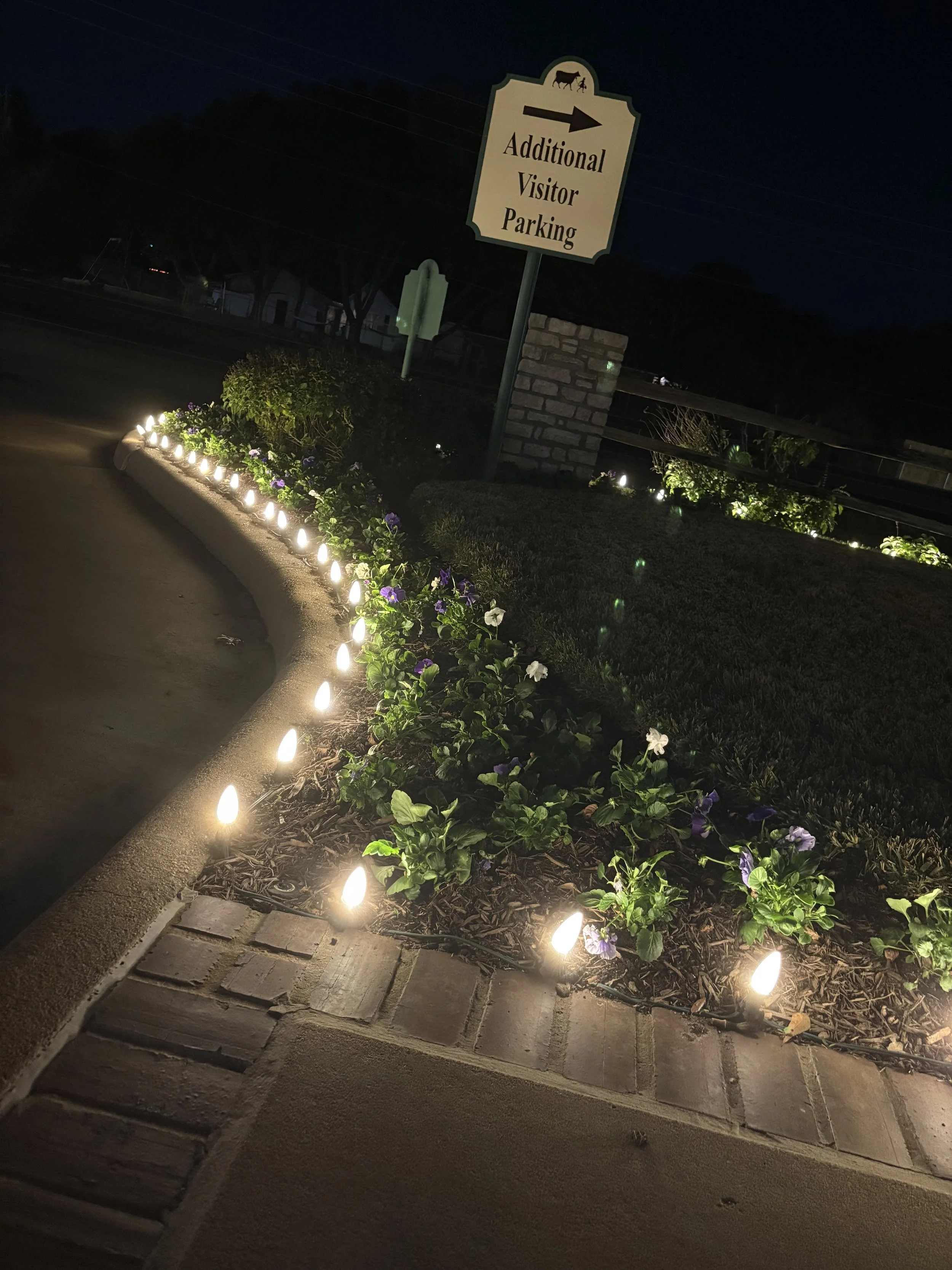 Christmas Lights- BB (11).jpeg