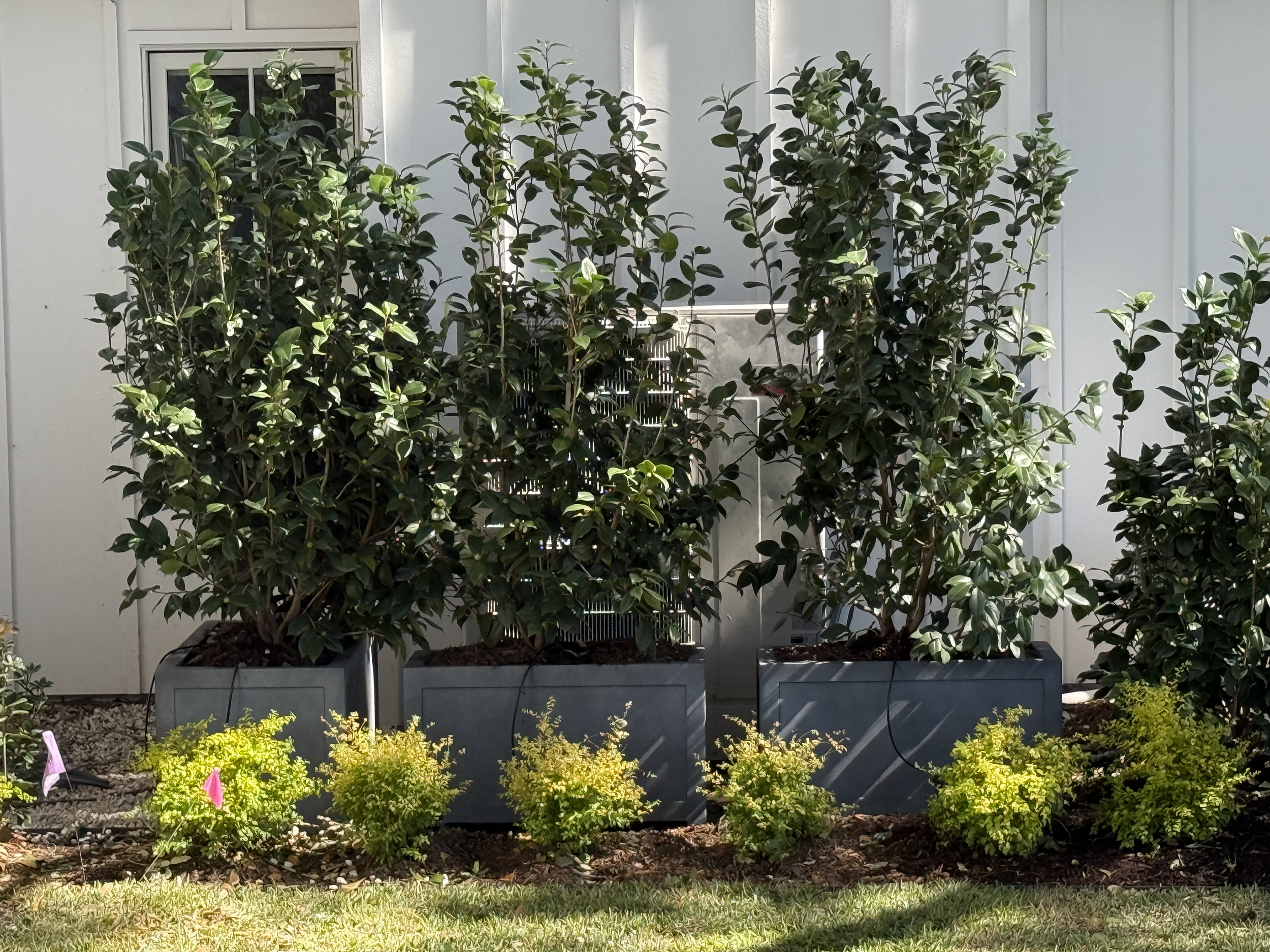 Henry project img 0819.png