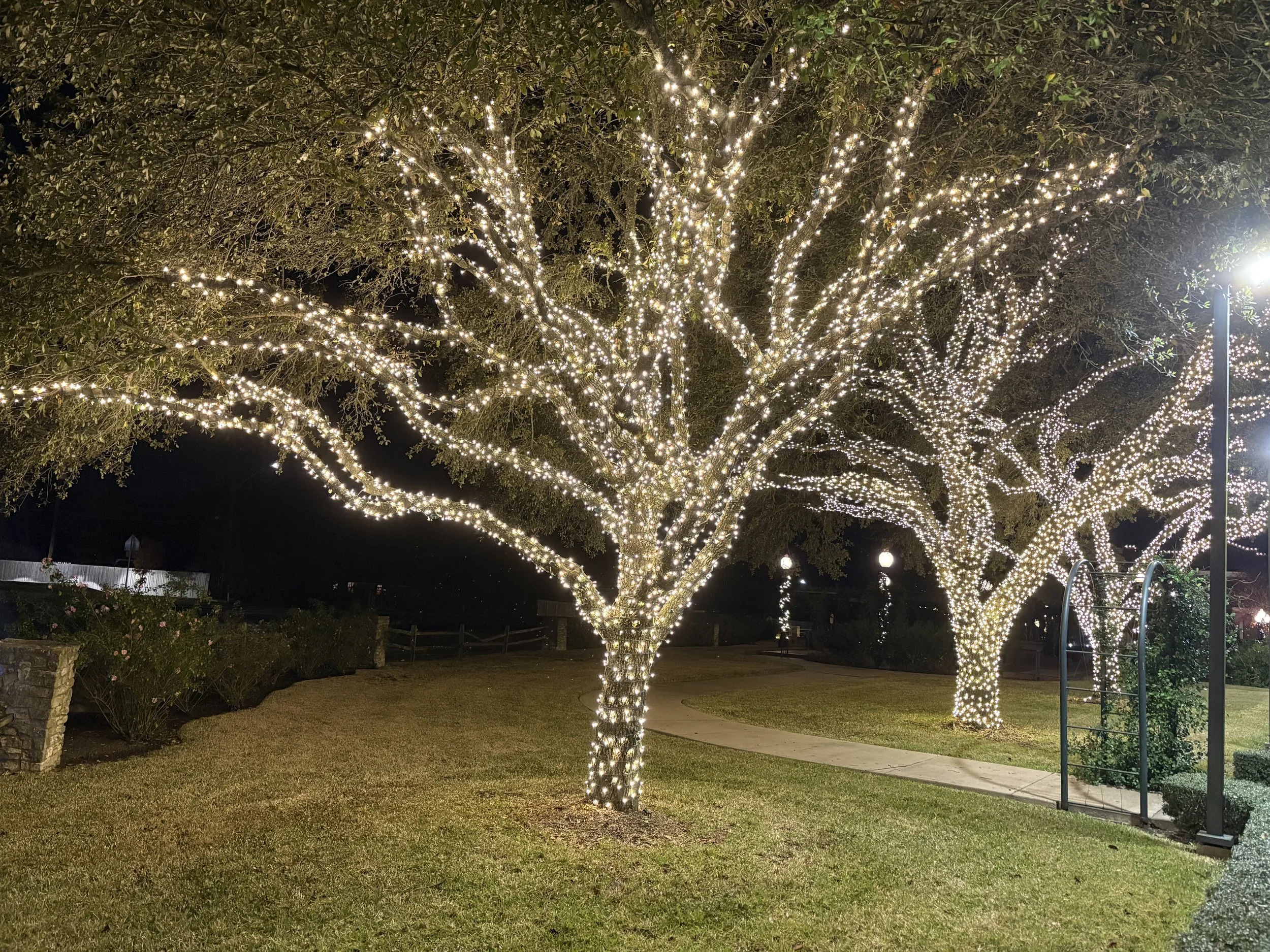 Christmas Lights- BB (1).jpeg