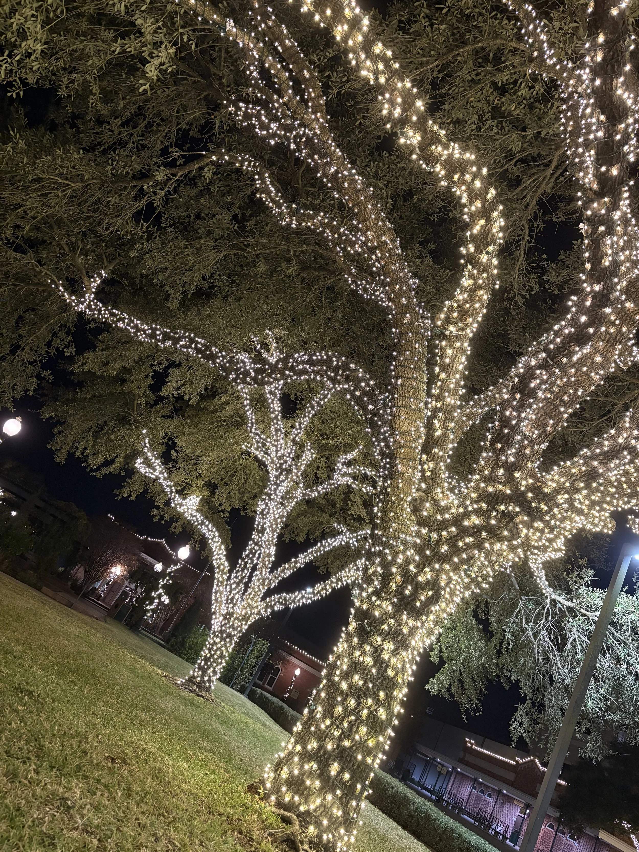 Christmas Lights- BB (2) (1).jpeg