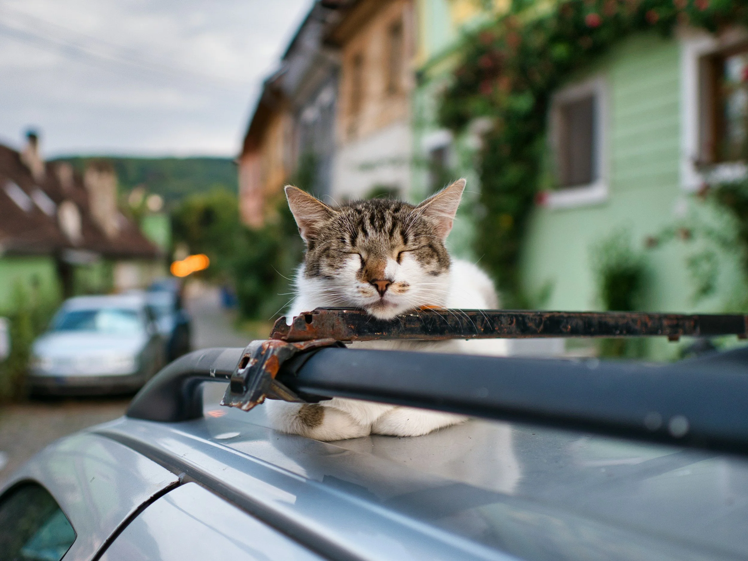 A gray and white tabby cat with closed eyes resting on a car roof, lying on a roof rack in a residential neighborhood with green houses and cars in the background.