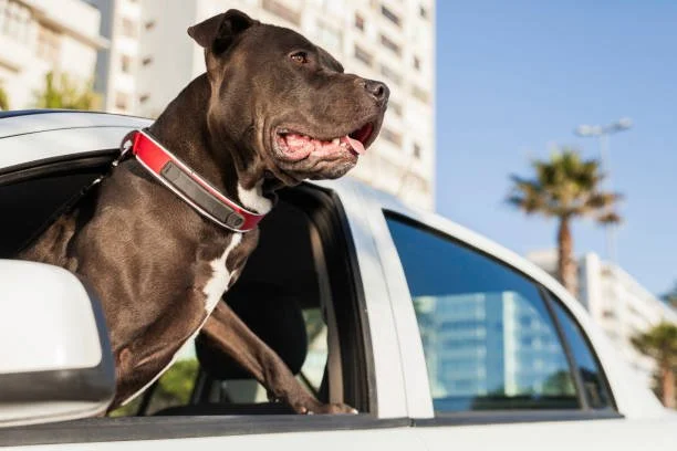 Comprehensive Journey