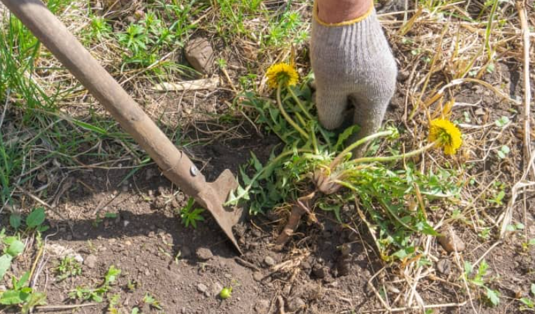 Weed Pulling