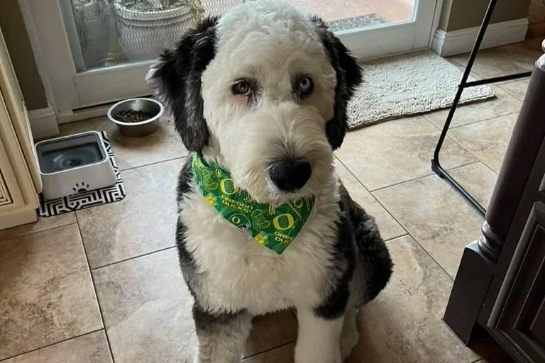 A black and white dog wearing a green bandana sitting on a tiled kitchen floor.