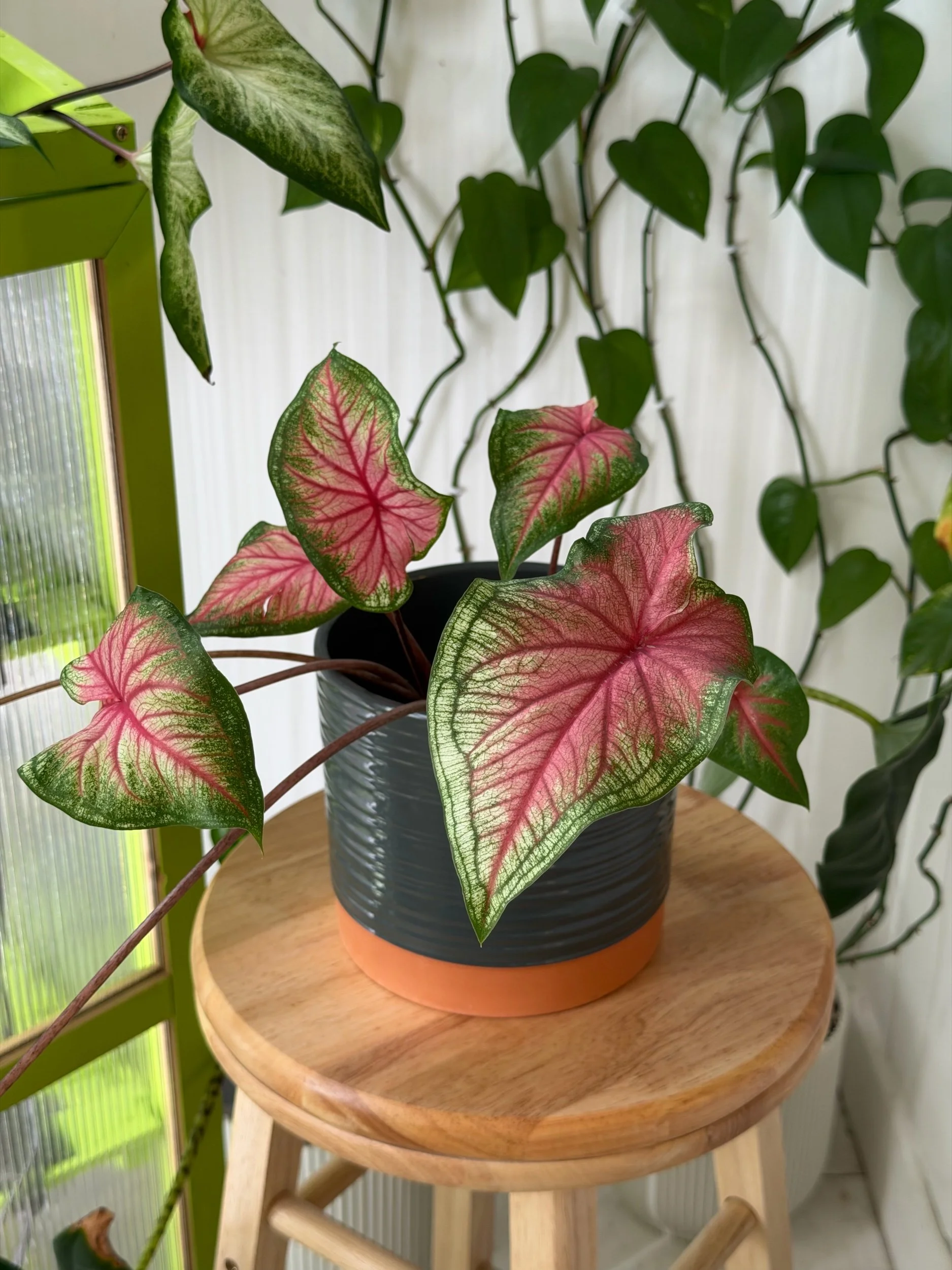 'Florida Sweetheart'