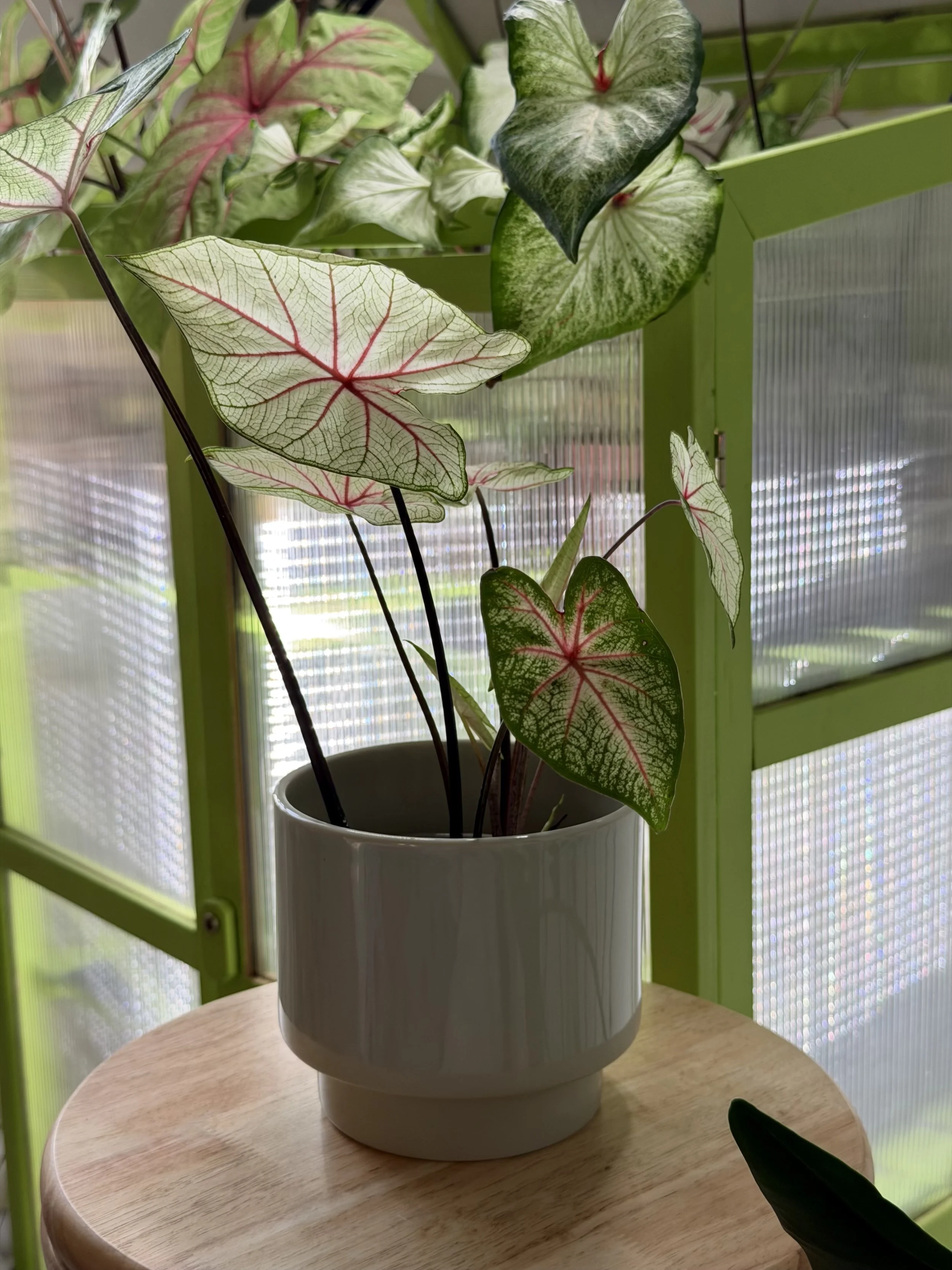 IMG_0231.jpeg