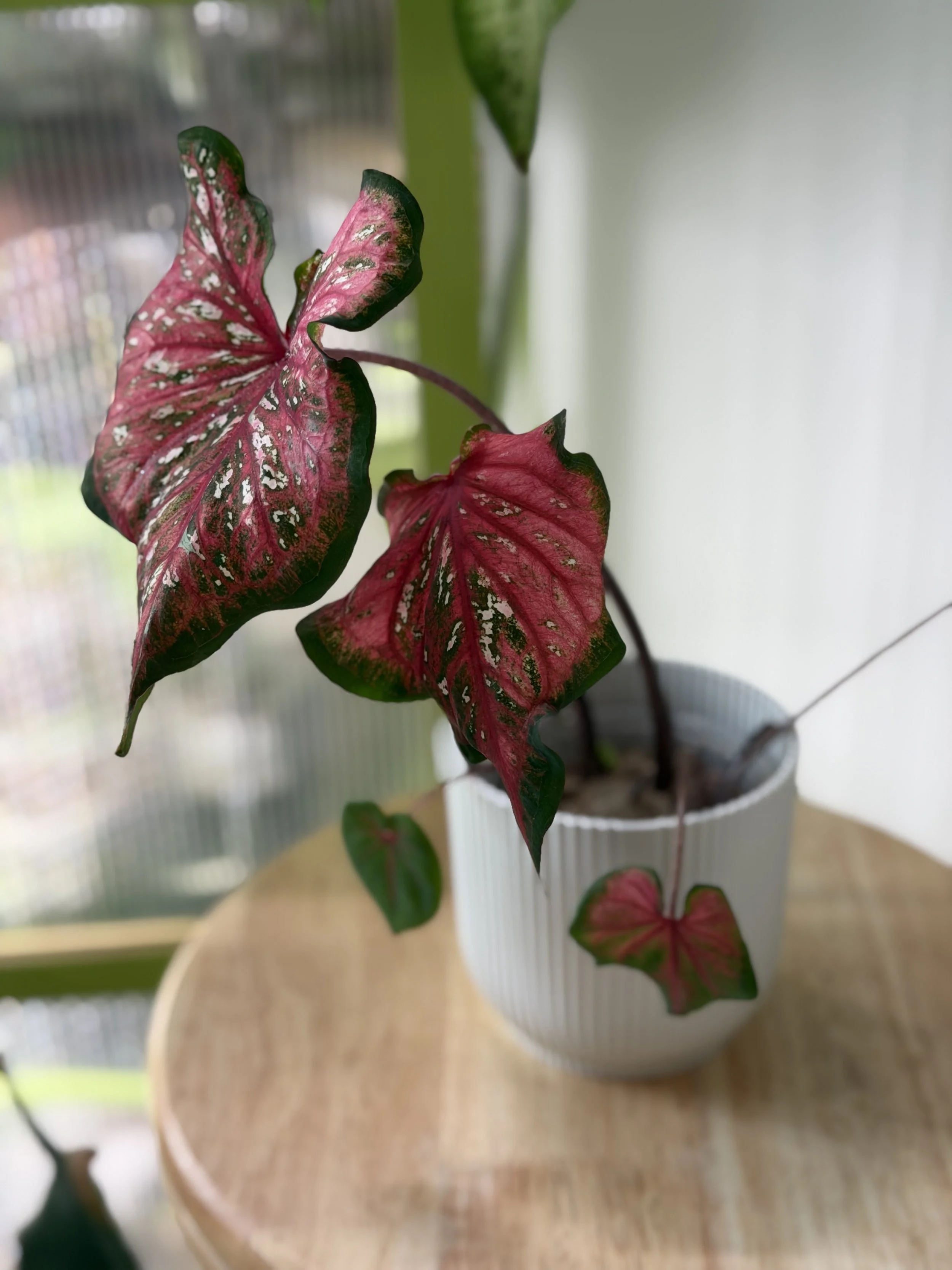 IMG_9909.jpeg