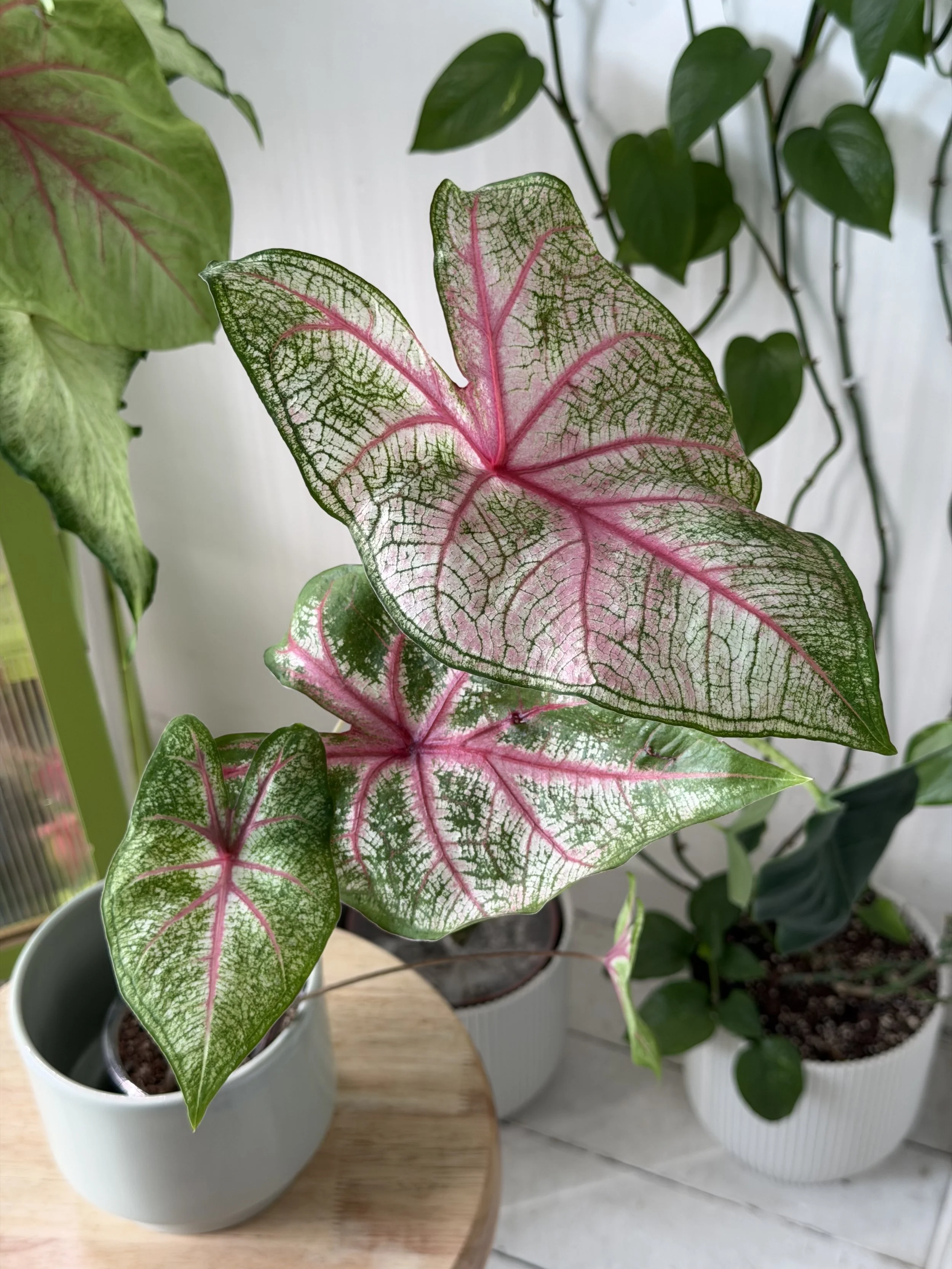 'Fannie Munson'