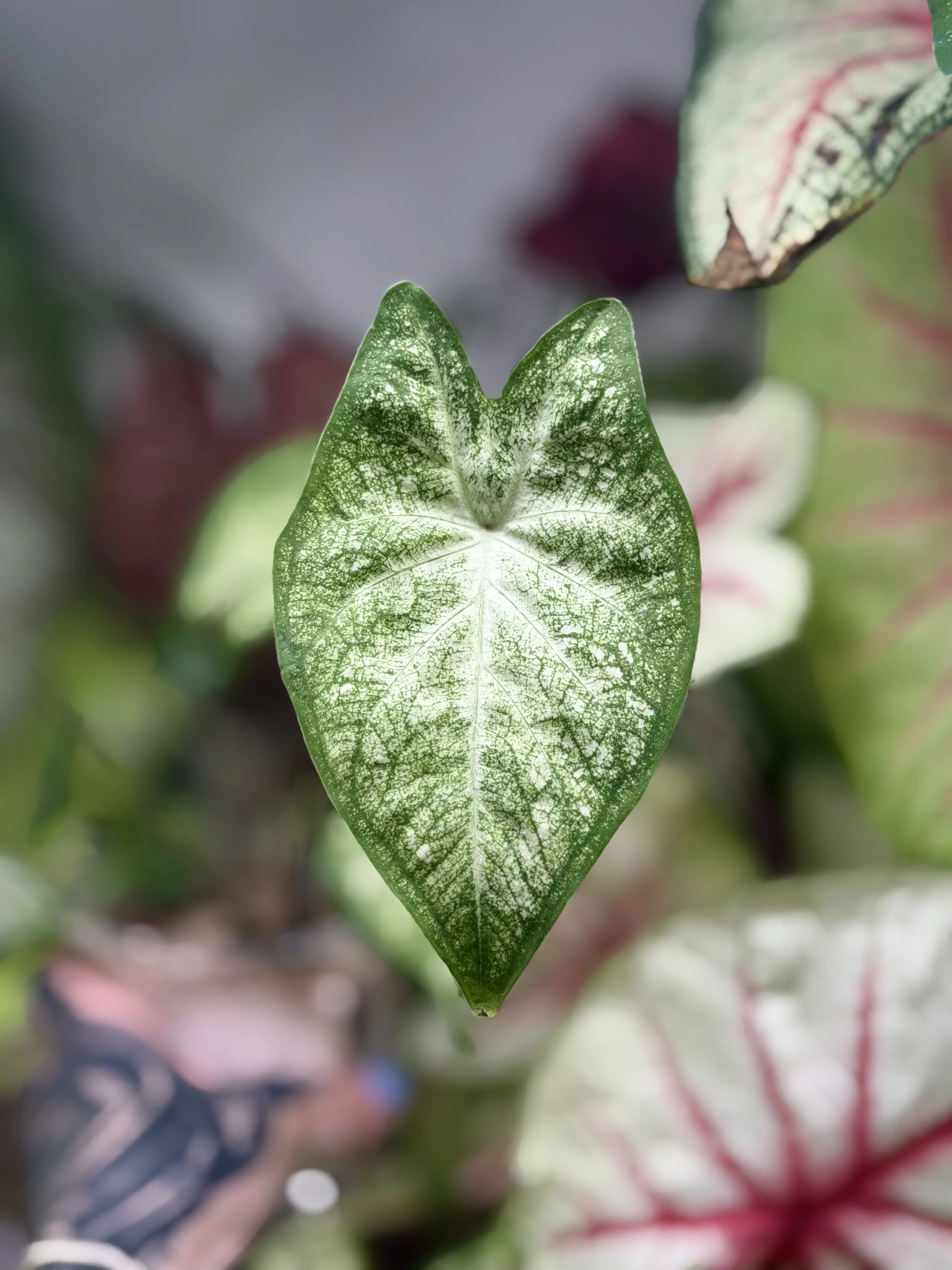 'Garden White'