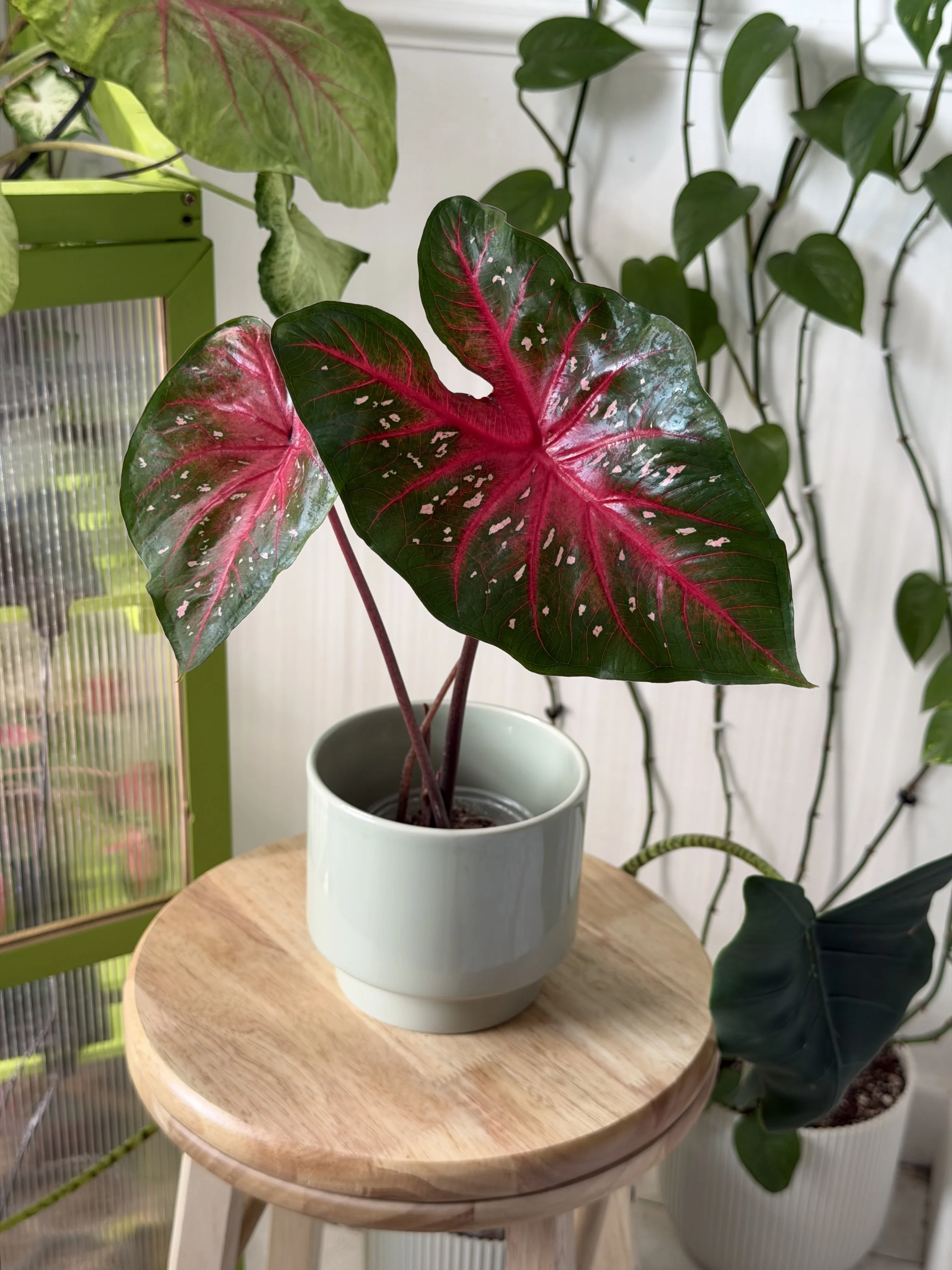 'Red Flash'